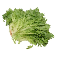 CURLY BLOND SALAD LETTUCE