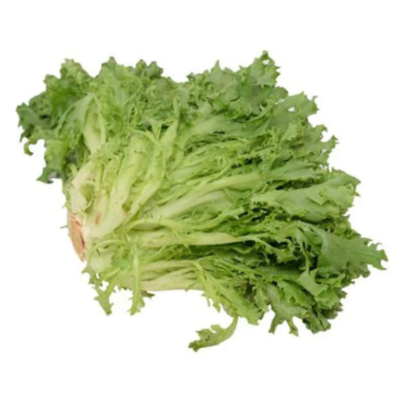 CURLY BLOND SALAD LETTUCE