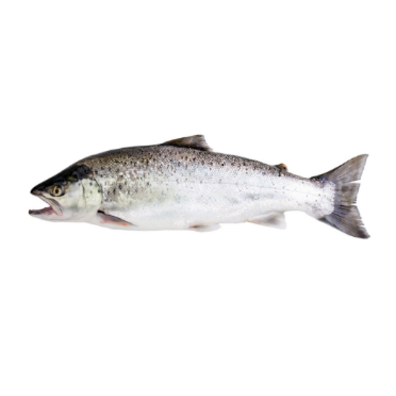 TROUT LOCAL 1 KG