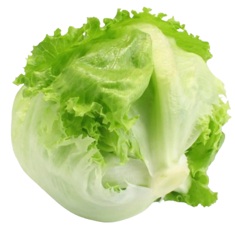 FRESH LETTUCE PACK FRESH LETTUCE PACK