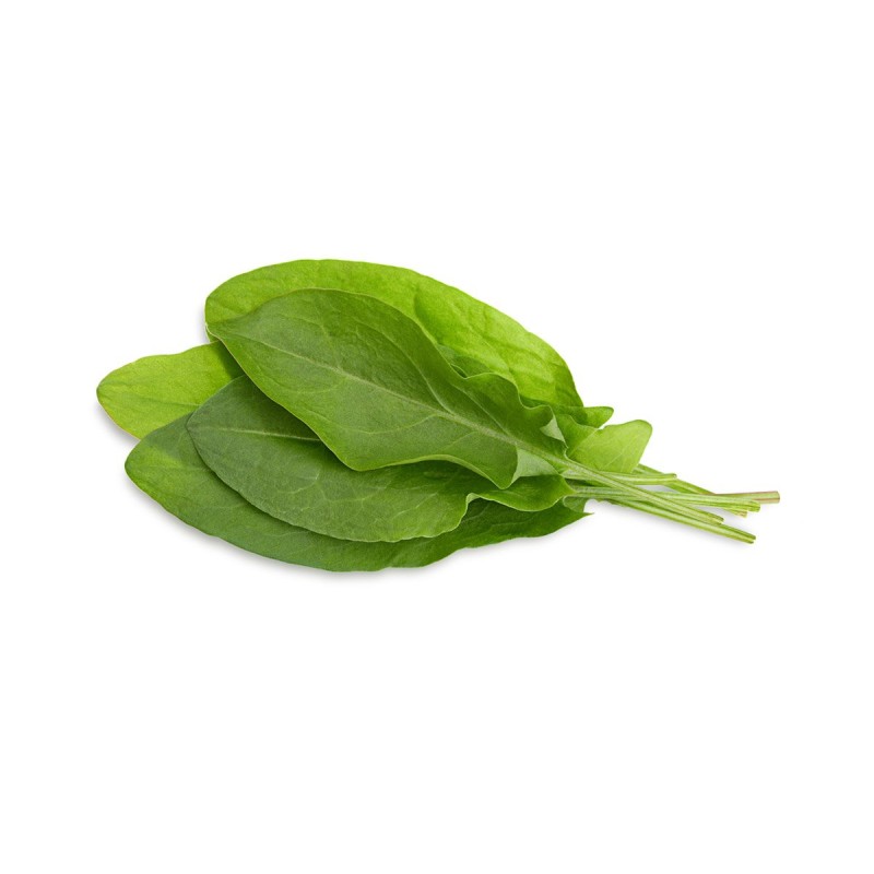 FRESH SORREL