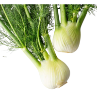 Fresh Fennel Per Kg