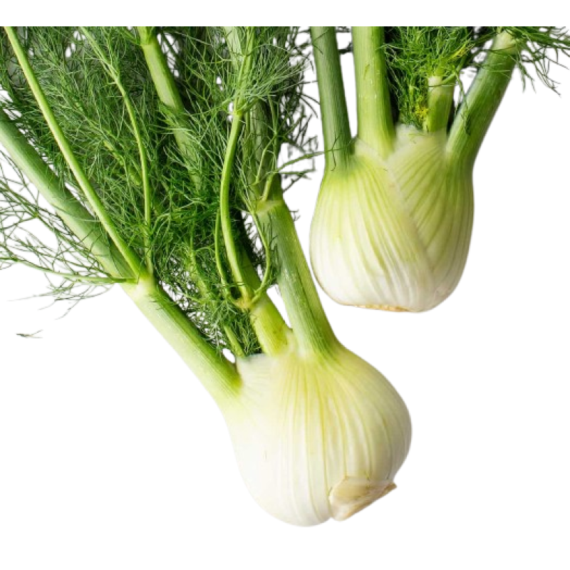 Fresh Fennel Per Kg