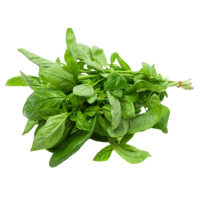 FRESH BASIL