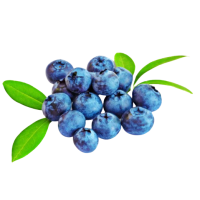 FRESH BLUEBERRIES LOCAL