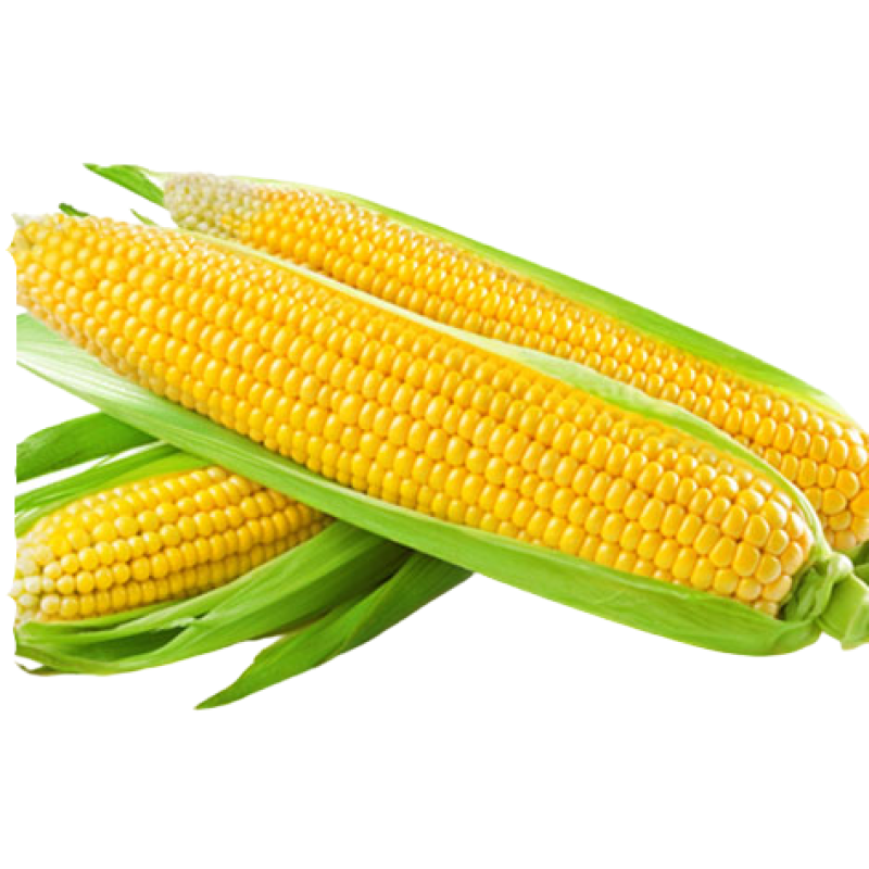 FRESH SWEET CORN PER PACKET