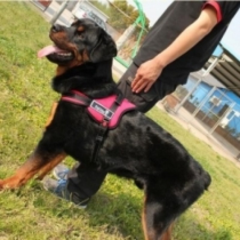 GOLDEN PANDA Dog Harness - Red